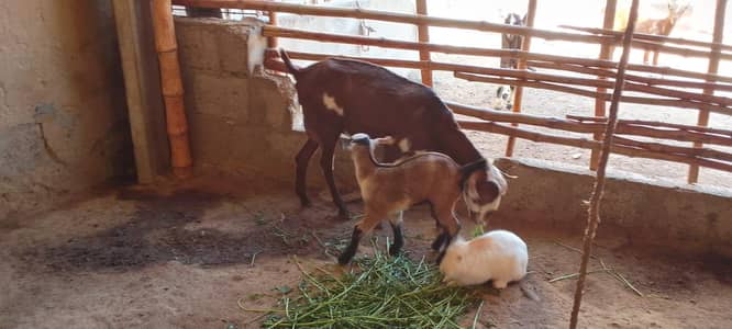 Teddy female with female bacha