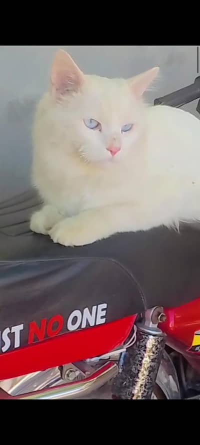 Persian triple coated male cat