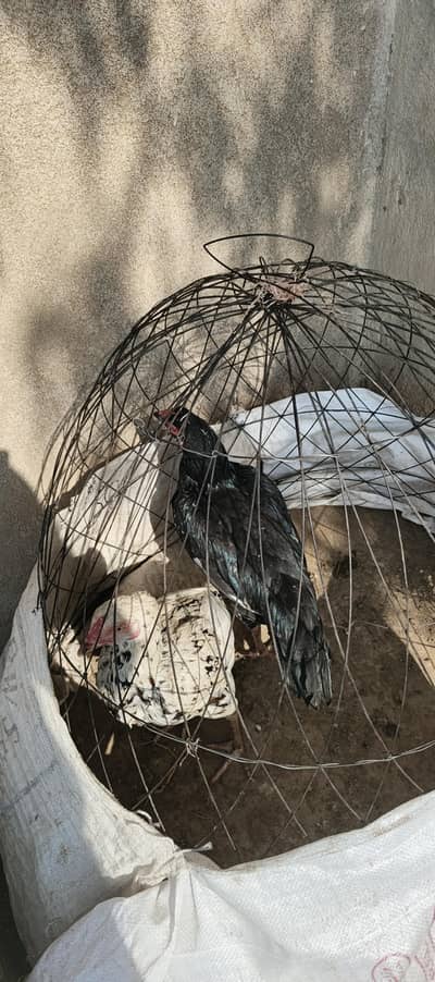 muski aor cheeni murgi