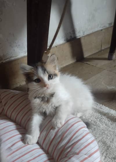 kittens for sale each 4000 contact  0341-2277579