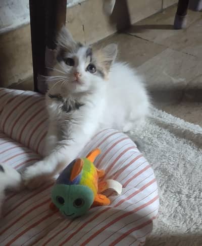 kittens for sale each 3000  contact  0341-2277579