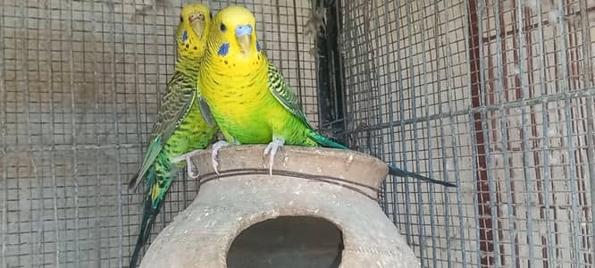 top Quality black wing split black face pairs