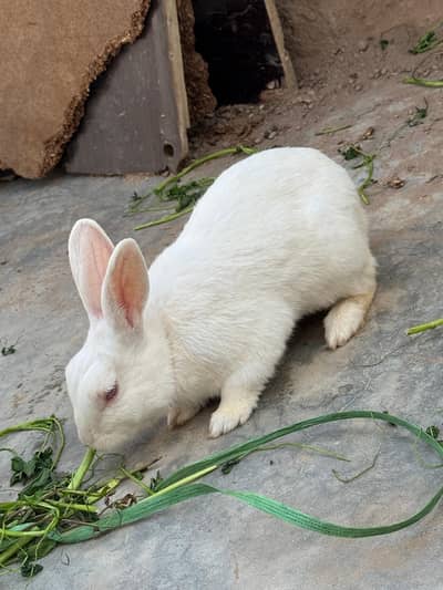 4 Red Eyes Rabbits (URGENT FOR SALE) ONLY 2000pkr