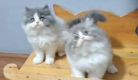 Quality Persian Punch Face Cats & Kittens 03073909212 WhatsApp