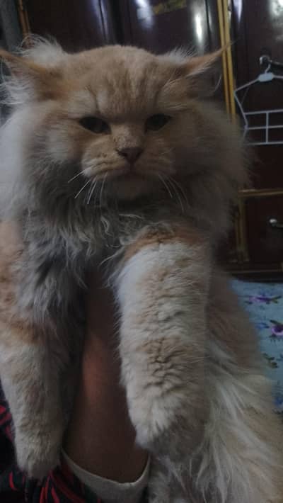 fixd  price.  Urgent . cat sale lahore shadbagh Amir road 03346134578