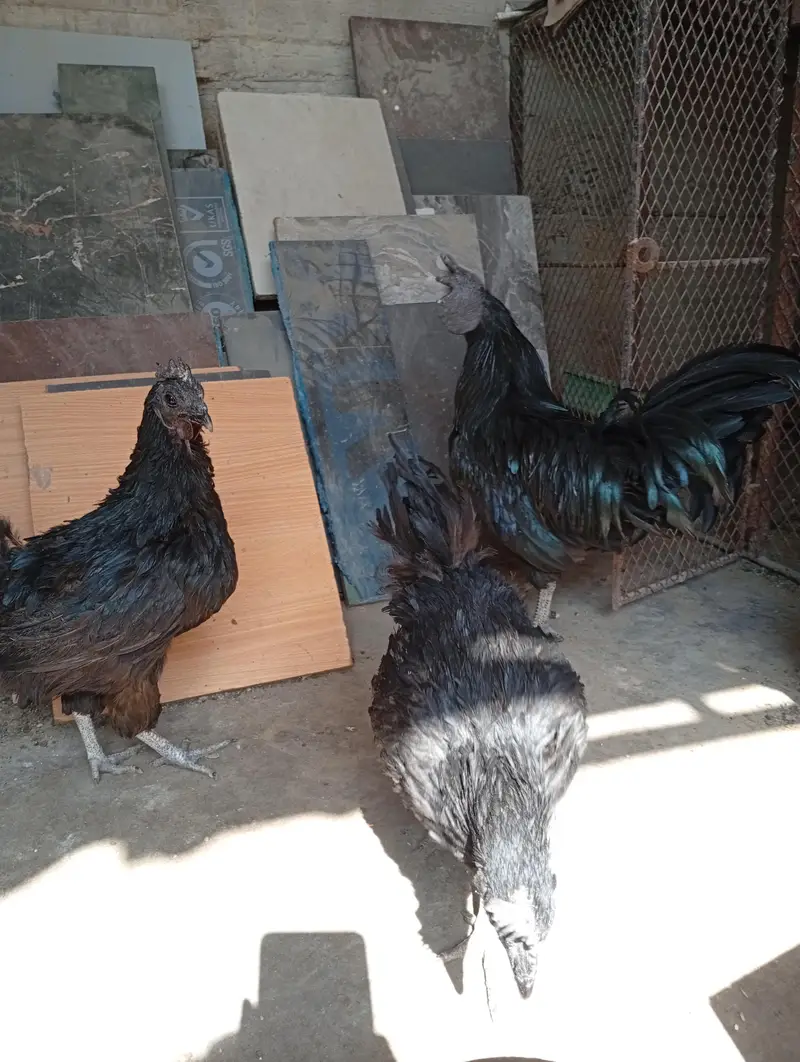 ayam cenani trio