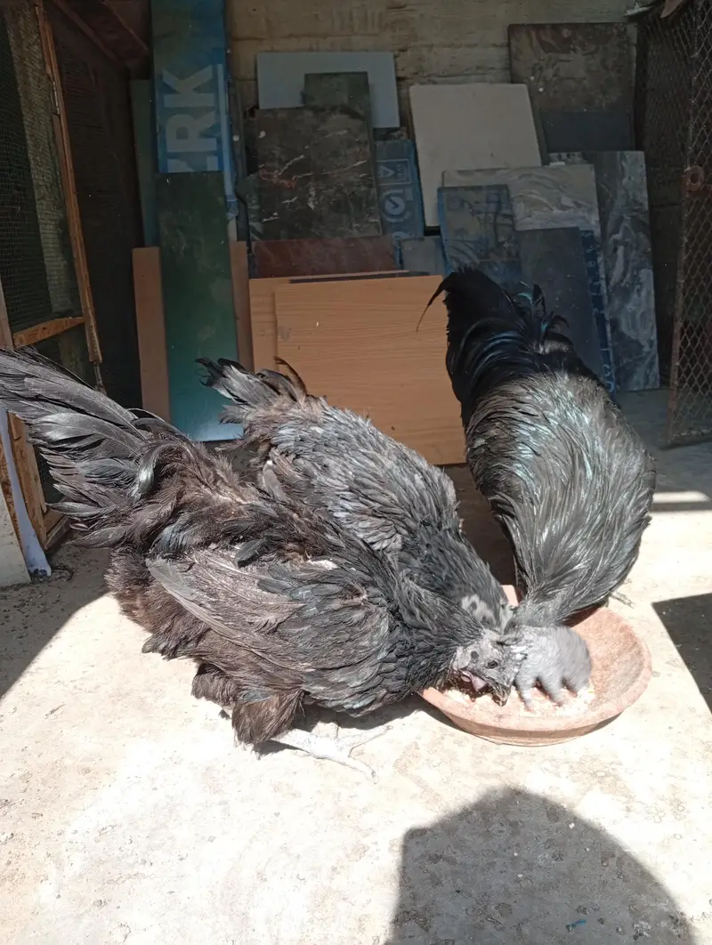 ayam cenani trio — photo 2