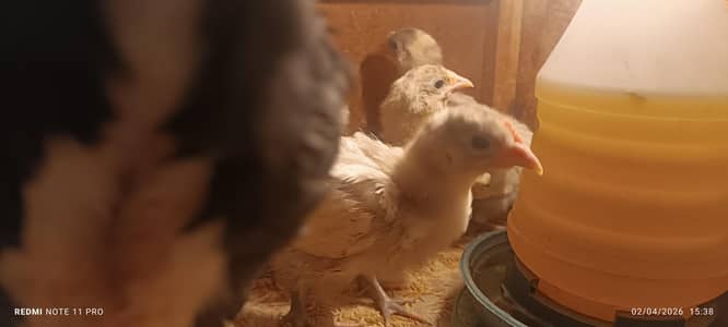 White Australorp & Shamo