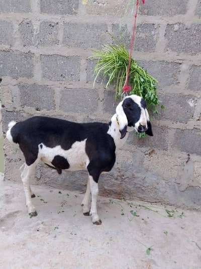 Heavy and healthy dumba for sale in karachi