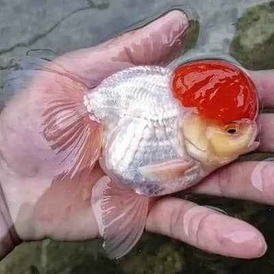 Red Cap Goldfish Full Saiz
