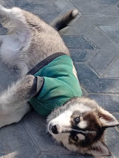 husky for sale