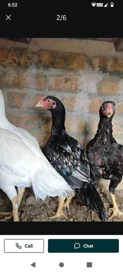 whats app pa rabta kro 0317.968. 2115