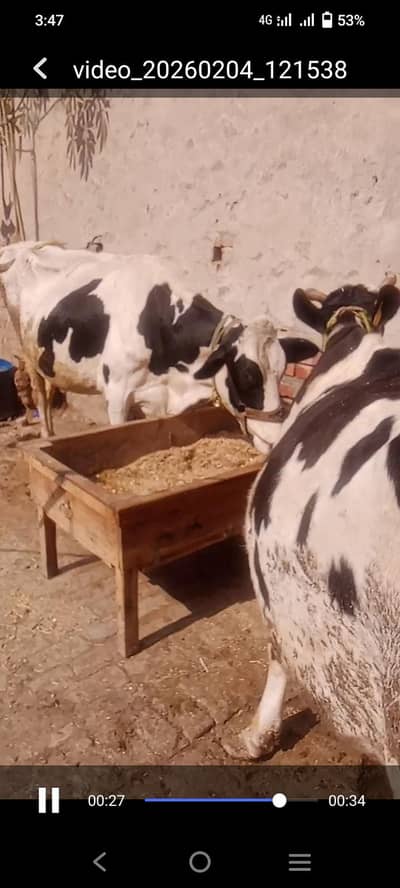 2 cow with bachri. each 15+ kg milk