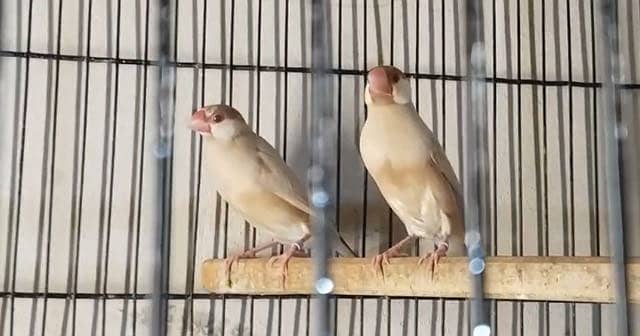 Fawn Java breeder pairs 0