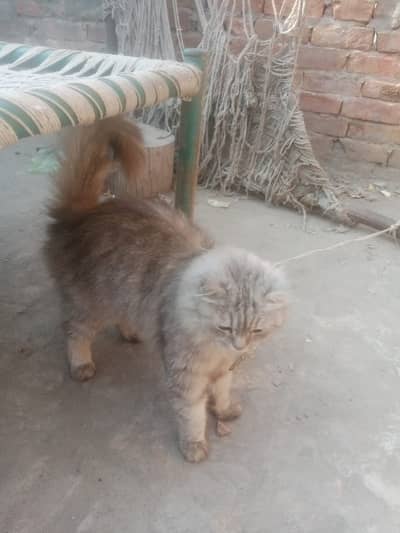 Persian cat | Female cat | Kitten | Triple coat | For sale