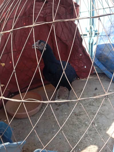 Black aseel murgi for sale