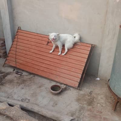 Female Russian Bitch