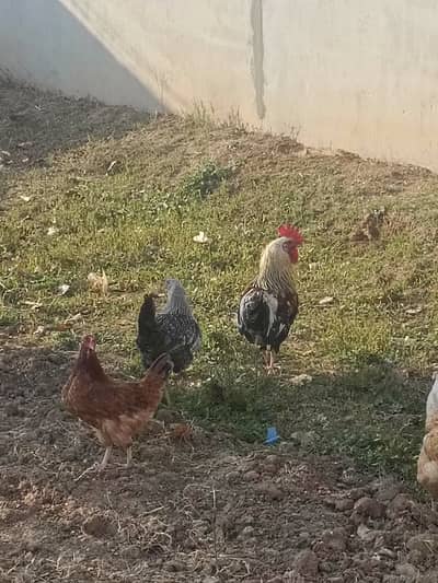 Desi murgaa 2 /2.5 kilo ka  aur 5 murgiyaan