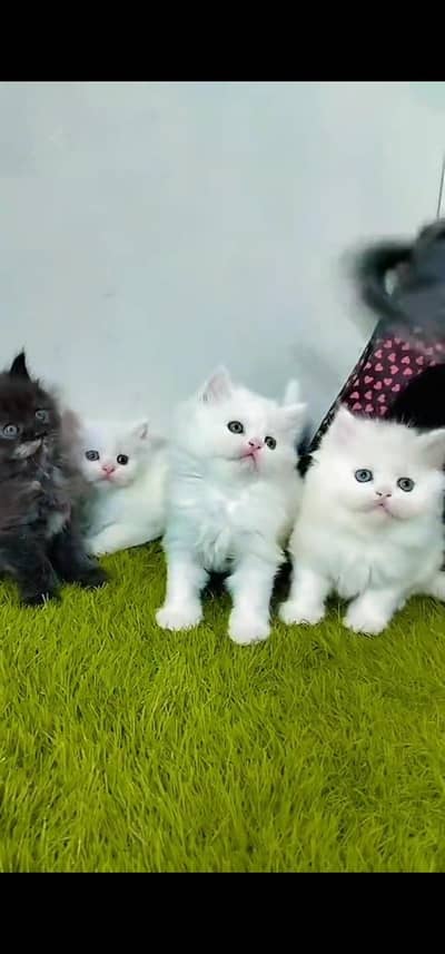 Quality Persian Punch face cat & kitten is03477878702Whatsapp