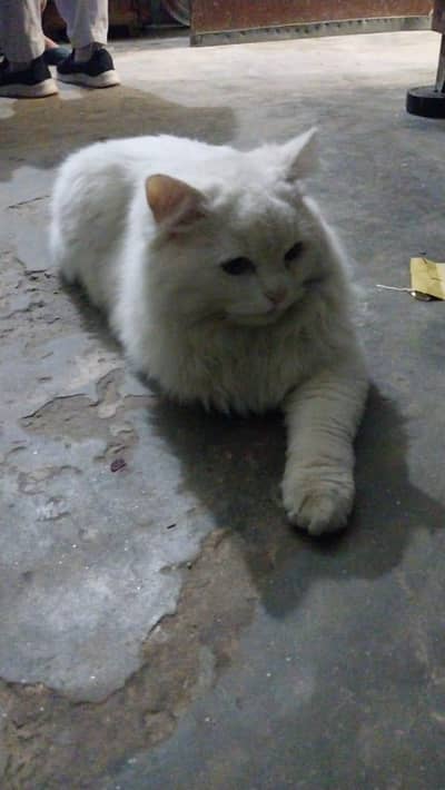 persian cat for free