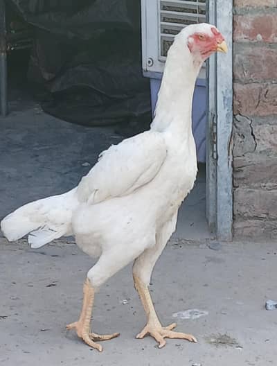 2 Huge size German Shamoo