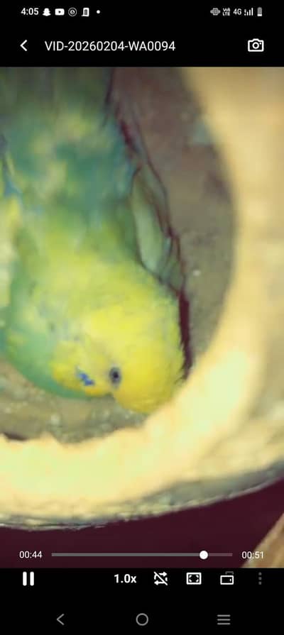 Australian parrots red eyed rainbow