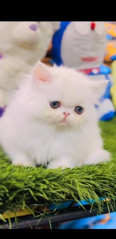 Quality Persian Punch face cat & kitten is03477878702Whatsapp
