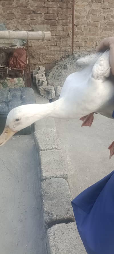 Duck pairs in very reasonable price