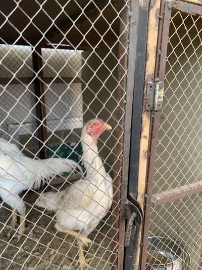 Aseel shamo pair for sale