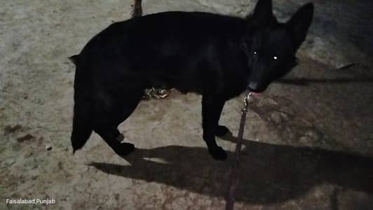 Garman shaft dog Pura black pink padigree only stud no sall