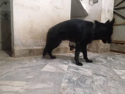 Garman shaft dog Pura black pink padigree only stud no sall