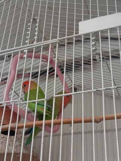 rosicoli breeder pair and 1 iron heavy cage