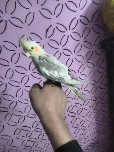 cocktail had time Patta active nobite friendly