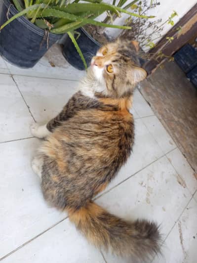 Persian cat female 4 kids 1 month  agent sale 03114706744