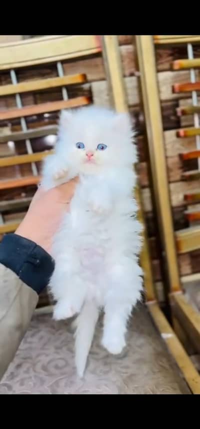 Quality Persian Punch face cat & kitten is03477878702Whatsapp