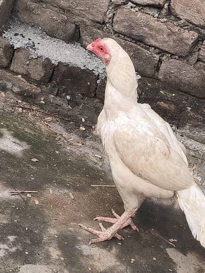 2 adad Hera high quality madiyaa for sale