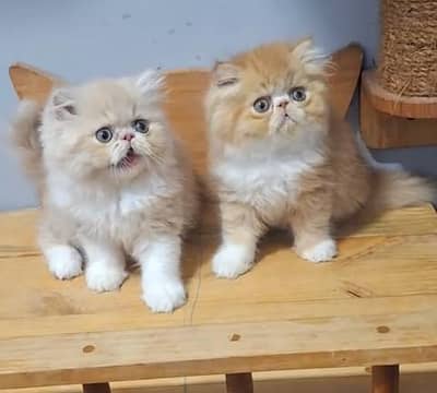 Pure Persian kitten male female available. WhatsApp 03073909212