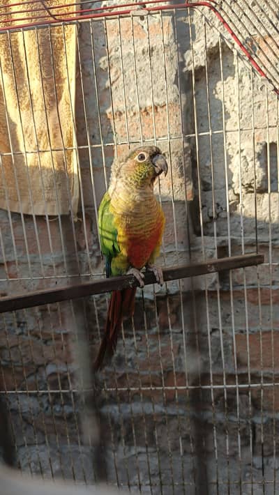 WhatsApp pe call kare only 03484482099