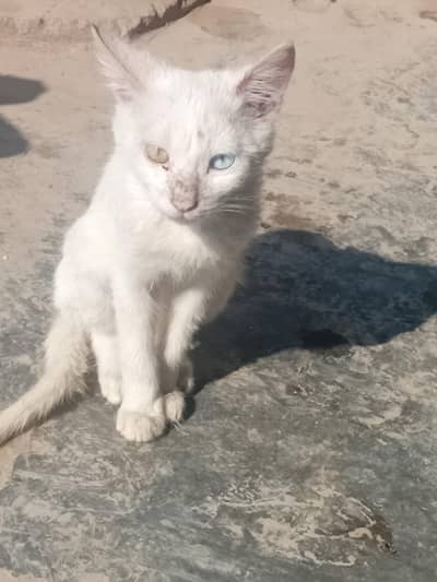 Beautiful Persian Mix Cat for Sale – Healthy & Friendly 