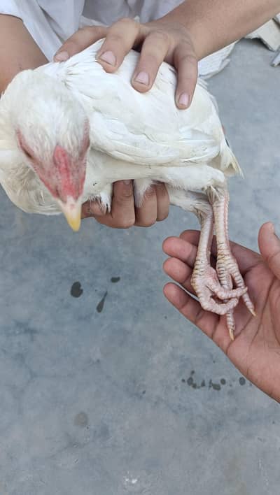 Pure Heera Aseel Chick