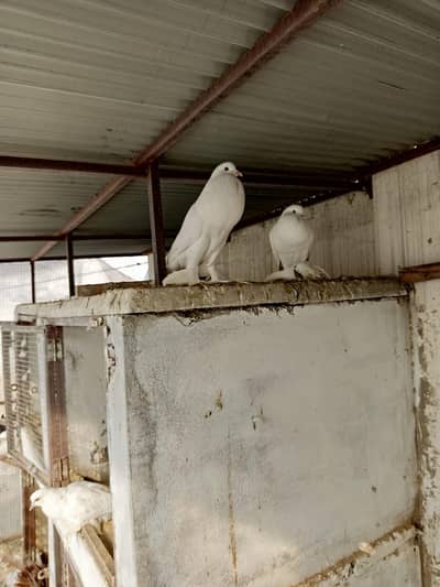 Pure white Megpi with big pamoz