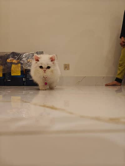 Pure Persian Doll Face 2 Months