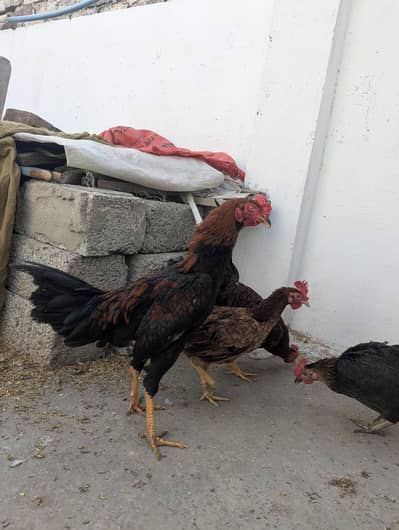 Desi Murgha for Sale - Ghar ka Pala Hua