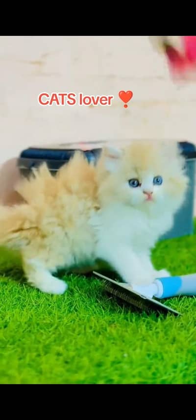 Quality Persian Punch face cat & kitten is03477878702Whatsapp