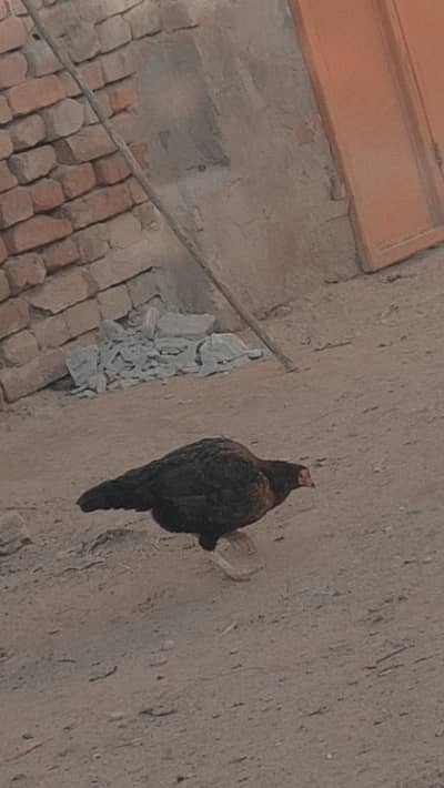 Dasi pauor pair for sale