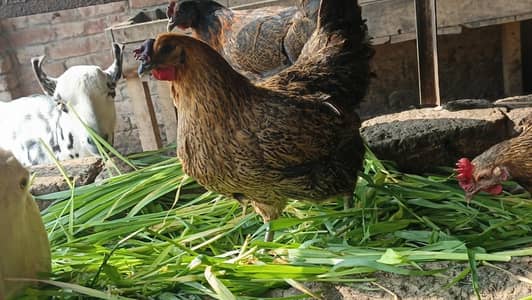 Ando wali Desi Hen 0323-80-999-12