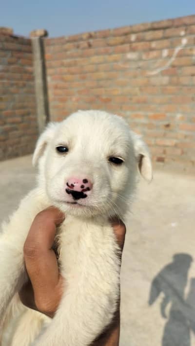 RUSSIAN PISTA PAIR FOR SALE 03197466703