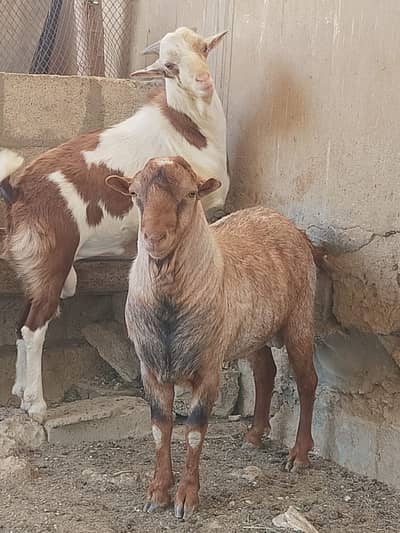 Teddy goats for sale