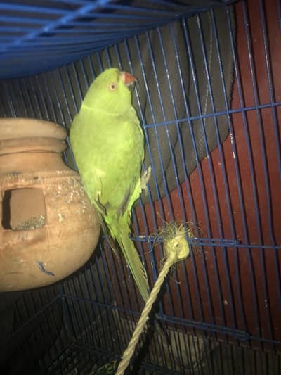 Perot Healthy he belkol