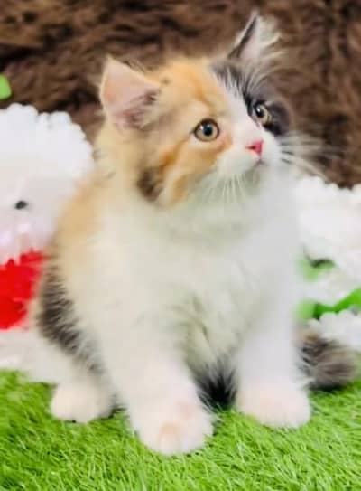 Pure Persian kitten male female available. WhatsApp 03073909212